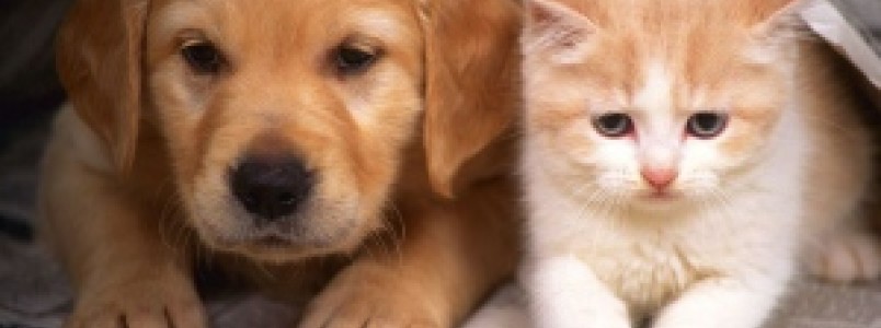 Confira mitos e verdades sobre a obesidade em cães e gatos
